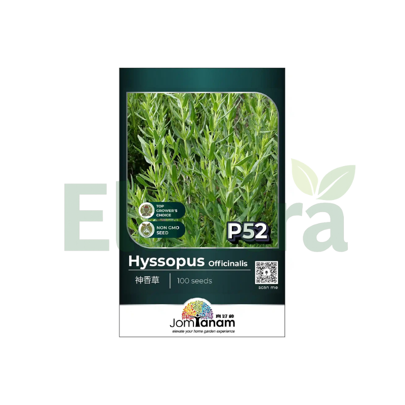 P52 HYSSOPUS